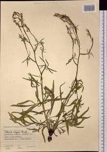 Falcaria vulgaris Bernh., Siberia, Western Siberia (S1) (Russia)