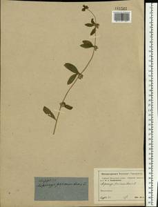 Asperugo procumbens L., Eastern Europe, Moscow region (E4a) (Russia)