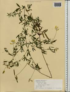 Lathyrus pratensis L., Eastern Europe, Central region (E4) (Russia)