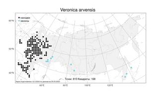 Veronica arvensis L., Atlas of the Russian Flora (FLORUS) (Russia)