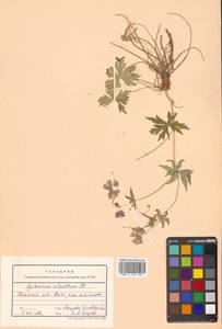 Geranium erianthum DC., Siberia, Russian Far East (S6) (Russia)