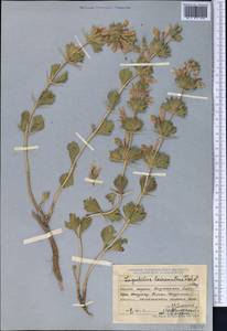 Lagochilus leiacanthus Fisch. & C.A.Mey., Middle Asia, Dzungarian Alatau & Tarbagatai (M5) (Kazakhstan)