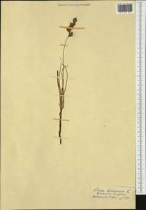 Carex arenaria L., Western Europe (EUR) (United Kingdom)