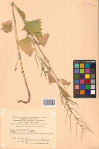 Alliaria petiolata (M.Bieb.) Cavara & Grande, Eastern Europe, Eastern region (E10) (Russia)