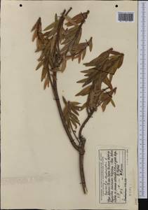 Euphorbia dendroides L., Western Europe (EUR) (Albania)