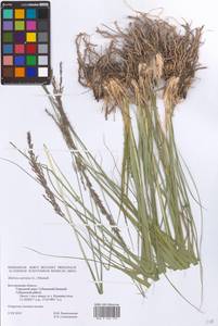 Molinia caerulea (L.) Moench, Eastern Europe, Central forest-and-steppe region (E6) (Russia)