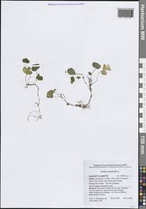 Oxalis acetosella L., Western Europe (EUR) (Spain)