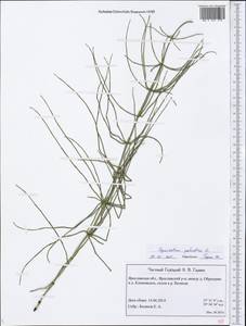 Equisetum palustre L., Eastern Europe, Central forest region (E5) (Russia)
