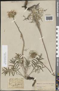 Jurinea cyanoides (L.) Rchb., Eastern Europe, Central forest-and-steppe region (E6) (Russia)