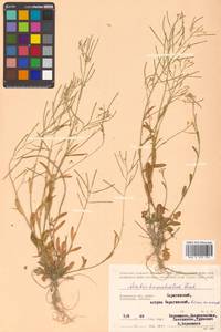 Arabidopsis lyrata subsp. kamchatica (Fisch. ex DC.) O'Kane & Al-Shehbaz, Siberia, Chukotka & Kamchatka (S7) (Russia)