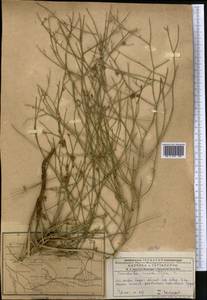 Chondrilla macra Iljin, Middle Asia, Muyunkumy, Balkhash & Betpak-Dala (M9) (Kazakhstan)