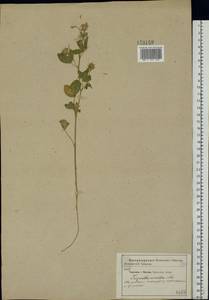 Trigonella caerulea (L.)Ser., Eastern Europe, Central forest-and-steppe region (E6) (Russia)
