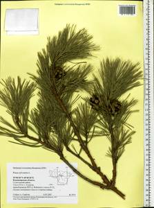 Pinus sylvestris L., Eastern Europe, Central region (E4) (Russia)