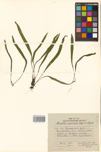 Lepisorus ussuriensis (Regel & Mack.) Ching, Siberia, Russian Far East (S6) (Russia)