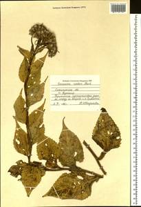 Saussurea riederi Herder, Siberia, Russian Far East (S6) (Russia)