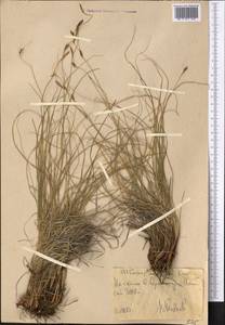 Carex litvinovii Kük., Middle Asia, Western Tian Shan & Karatau (M3) (Uzbekistan)