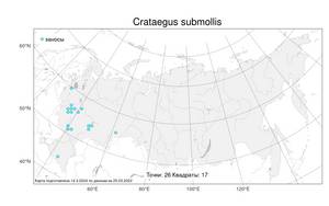 Crataegus submollis Sarg., Atlas of the Russian Flora (FLORUS) (Russia)