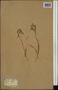 Gladiolus illyricus W.D.J.Koch, Western Europe (EUR) (Spain)