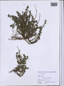 Lamiaceae, Western Europe (EUR) (Greece)