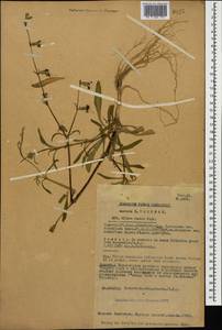 Silene euxina (Rupr.) Hand.-Mazz., Caucasus, Georgia (K4) (Georgia)