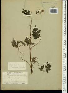 Chaerophyllum nodosum (L.) Crantz, Crimea (KRYM) (Russia)