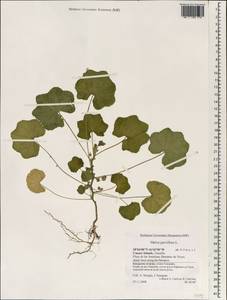 Malva parviflora L., Africa (AFR) (Spain)
