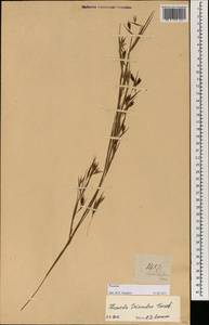 Themeda triandra Forssk., South Asia, South Asia (Asia outside ex-Soviet states and Mongolia) (ASIA) (Philippines)