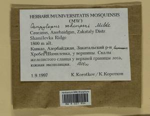 Campylopus schimperi Milde, Bryophytes, Bryophytes - Transcaucasia (B13) (Azerbaijan)