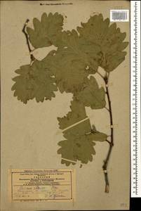 Quercus petraea subsp. polycarpa (Schur) Soó, Caucasus, Azerbaijan (K6) (Azerbaijan)