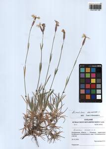 Dianthus arenarius L., Siberia, Altai & Sayany Mountains (S2) (Russia)