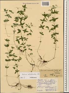 Galium valantioides M.Bieb., Caucasus, North Ossetia, Ingushetia & Chechnya (K1c) (Russia)