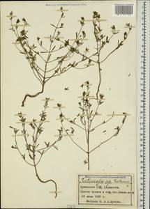 Satureja hortensis L., Caucasus, Armenia (K5) (Armenia)
