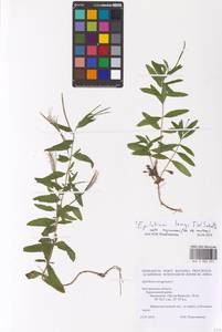 Epilobium lamyi F. W. Schultz, Eastern Europe, Central forest-and-steppe region (E6) (Russia)