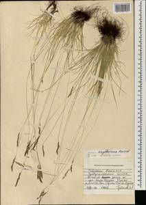 Festuca kryloviana Reverd., Mongolia (MONG) (Mongolia)