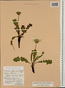 Taraxacum confusum Schischk., Caucasus, Dagestan (K2) (Russia)