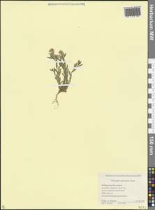 Polygala caucasica Rupr., Caucasus, Stavropol Krai, Karachay-Cherkessia & Kabardino-Balkaria (K1b) (Russia)