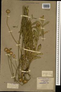 Cephalaria uralensis (Murray) Roem. & Schult., Caucasus, Krasnodar Krai & Adygea (K1a) (Russia)