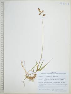 Anthoxanthum glabrum (Trin.) Veldkamp, Siberia, Russian Far East (S6) (Russia)
