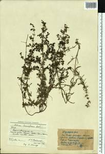 Galium humifusum M.Bieb., Eastern Europe, North Ukrainian region (E11) (Ukraine)