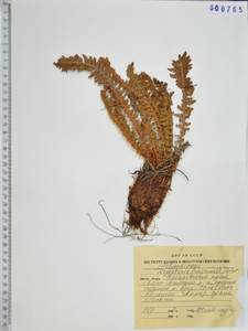 Dryopteris fragrans (L.) Schott, Siberia, Russian Far East (S6) (Russia)