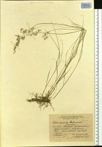 Calamagrostis hakonensis Franch. & Sav., Siberia, Russian Far East (S6) (Russia)