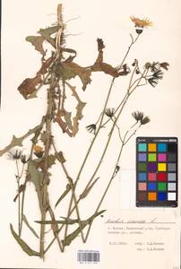 Sonchus arvensis L., Eastern Europe, Moscow region (E4a) (Russia)