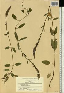 Veronica spicata L., Eastern Europe, Central region (E4) (Russia)