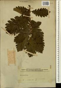 Quercus macranthera Fisch. & C.A.Mey. ex Hohen., Caucasus, Azerbaijan (K6) (Azerbaijan)