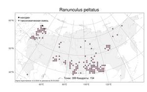 Ranunculus peltatus Schrank, Atlas of the Russian Flora (FLORUS) (Russia)