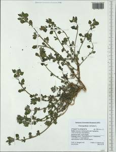 Chenopodium vulvaria L., Western Europe (EUR) (Italy)