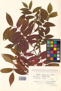 Sorbus commixta Hedl., Siberia, Russian Far East (S6) (Russia)