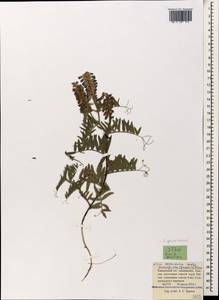 Vicia tenuifolia subsp. subalpina (Grossh.) Zernov, Caucasus, Krasnodar Krai & Adygea (K1a) (Russia)