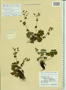 Alchemilla glaucescens Wallr., Eastern Europe, Northern region (E1) (Russia)