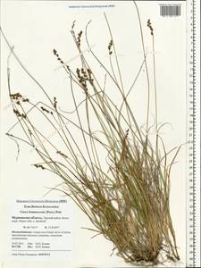 Carex brunnescens (Pers.) Poir., Eastern Europe, Northern region (E1) (Russia)